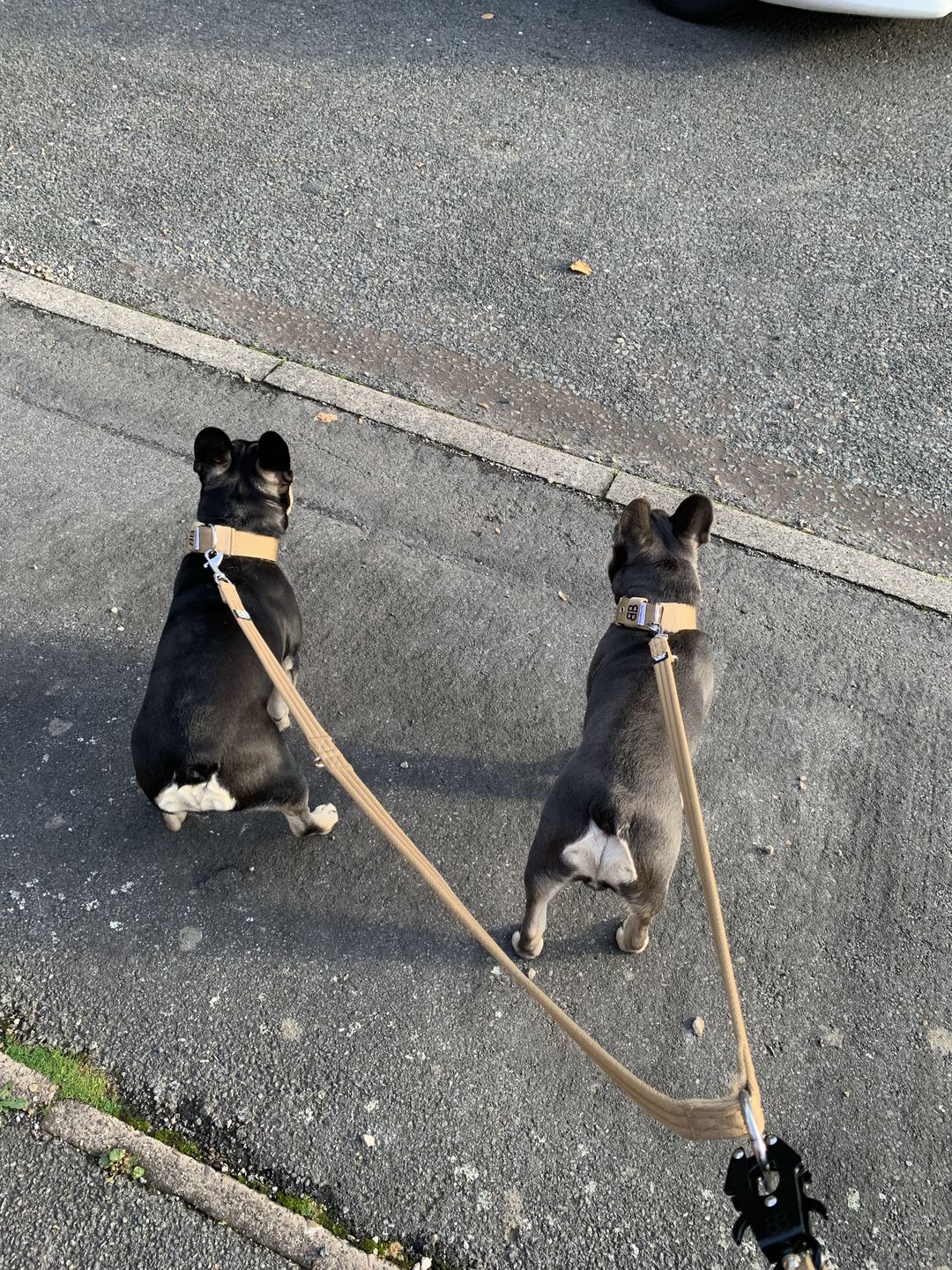 Customer photo review of Double Ended Training Lead | All Breeds - Durable & Soft 2m Lead - Military Tan
