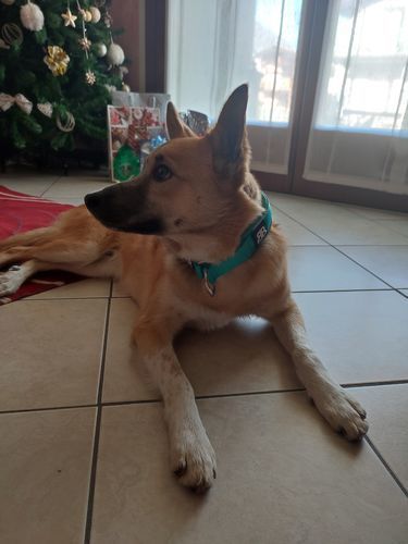 Customer photo review of 4cm RR Collar | Soft Padded & Reflective | Series 2 - Turquoise