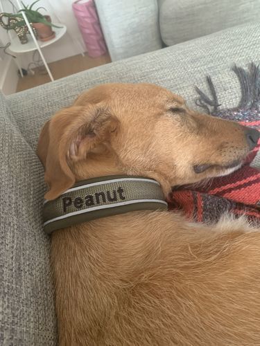 Customer photo review of 3cm Slip on Collar | Soft Padded & Reflective - Khaki v2.0