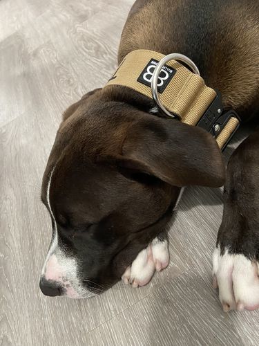 Customer photo review of 5cm Combat® Collar | Rated Clip - NO HANDLE - Military Tan v2.0