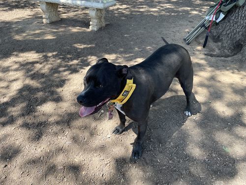 Customer photo review of 4cm Combat® Collar | Rated Clip - NO HANDLE - Pink v2.0
