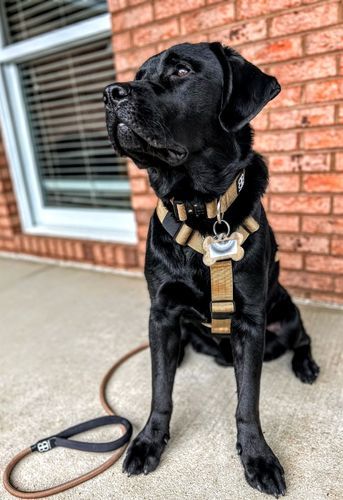 Customer photo review of 4cm Combat® Collar | Rated Clip - NO HANDLE - Military Tan v2.0