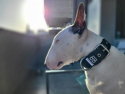 Customer photo review of 4cm Nylon Dog Collar - Black v2.0