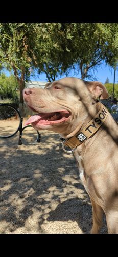 Customer photo review of 4cm Combat® Collar | Rated Clip - NO HANDLE - Military Tan v2.0
