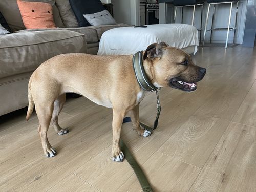 Customer photo review of 3cm Slip on Collar | Soft Padded & Reflective - Khaki v2.0