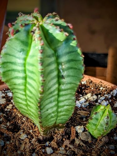 Customer photo review of Tanzanian Zipper Plant | Euphorbia Anoplia