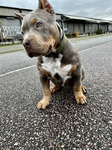 Customer photo review of 2.5cm Combat® Collar | With Handle & Rated Clip - Khaki v2.0