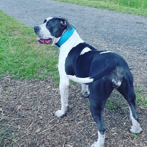 Customer photo review of 5cm Combat® Collar | Rated Clip - NO HANDLE - Light Blue v2.0