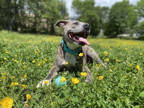 Customer photo review of 4cm RR Collar | Soft Padded & Reflective | Series 2 - Turquoise