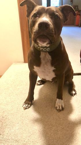 Customer photo review of 5cm Nylon Dog Collar - Khaki v2.0
