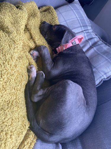 Customer photo review of 2.5cm Combat® Collar | With Handle & Rated Clip - Pink v2.0