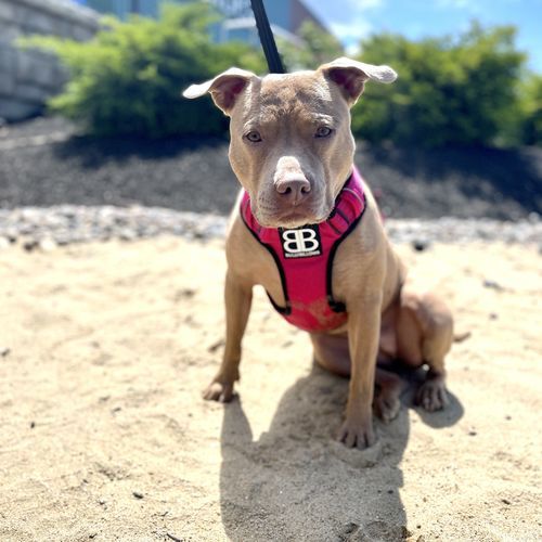 Customer photo review of Premium Comfort Harness | Non Restrictive & Adjustable - Magenta