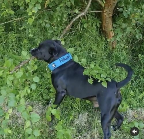 Customer photo review of 5cm Combat® Collar | Rated Clip - NO HANDLE - Light Blue v2.0
