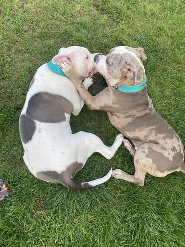 Customer photo review of 5cm RR Collar | Soft Padded & Reflective | Series 2 - Turquoise