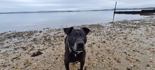 Customer photo review of 4cm Combat® Collar | Rated Clip - NO HANDLE - Metal Grey v2.0
