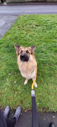 Customer photo review of Slip Lead | Anti-Pull & Anti-Choking Training Lead - Orange