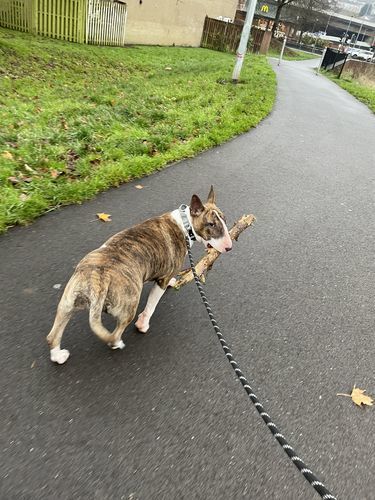 Customer photo review of 2.5cm Combat® Collar | With Handle & Rated Clip - Metal Grey v2.0