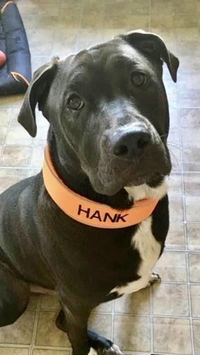 Customer photo review of 5cm RR Collar | Soft Padded & Reflective | Series 2 - Orange