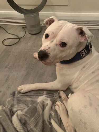 Customer photo review of 5cm RR Collar | Soft Padded & Reflective | Series 2 - Blue