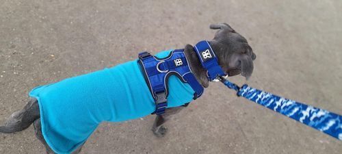 Customer photo review of 5cm RR Collar | Soft Padded & Reflective | Series 2 - Blue