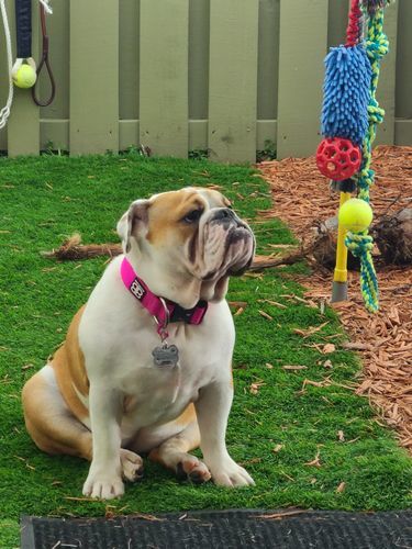 Customer photo review of 4cm Combat® Collar | Rated Clip - NO HANDLE - Magentas v2.0
