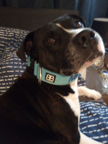 Customer photo review of 5cm Combat® Collar | Rated Clip - NO HANDLE - Light Blue v2.0