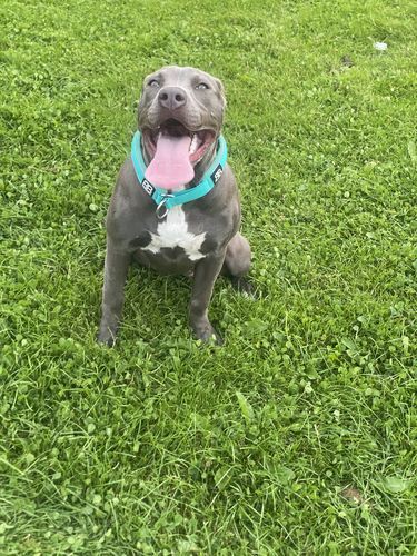 Customer photo review of 4cm RR Collar | Soft Padded & Reflective | Series 2 - Turquoise
