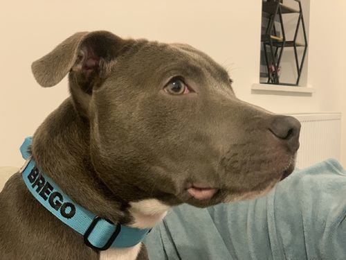 Customer photo review of 2.5cm Combat® Collar | With Handle & Rated Clip - Light Blue v2.0