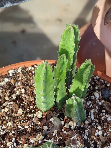 Customer photo review of Starfish Flower Cactus | Stapelia Grandiflora