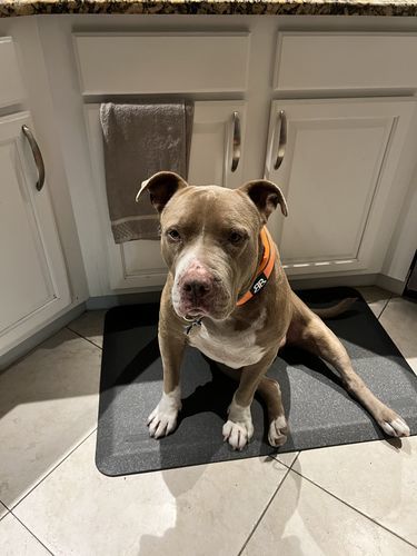 Customer photo review of 5cm RR Collar | Soft Padded & Reflective | Series 2 - Orange