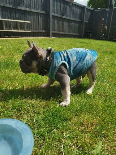 Customer photo review of 2.5cm Combat® Collar | With Handle & Rated Clip - Khaki v2.0
