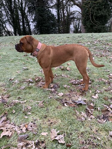 Customer photo review of 4cm Combat® Collar | Rated Clip - NO HANDLE - Pink v2.0