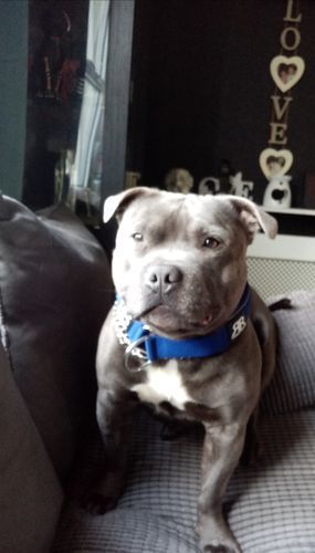 Customer photo review of 5cm RR Collar | Soft Padded & Reflective | Series 2 - Blue