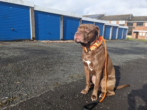 Customer photo review of Slip Lead | Anti-Pull & Anti-Choking Training Lead - Orange