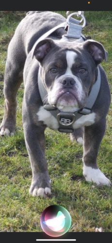 Customer photo review of 4cm Combat® Collar | Rated Clip - NO HANDLE - Metal Grey v2.0