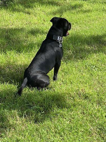 Customer photo review of 4cm Nylon Dog Collar - Black v2.0