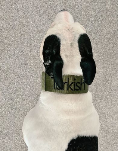Customer photo review of 5cm Nylon Dog Collar - Khaki v2.0
