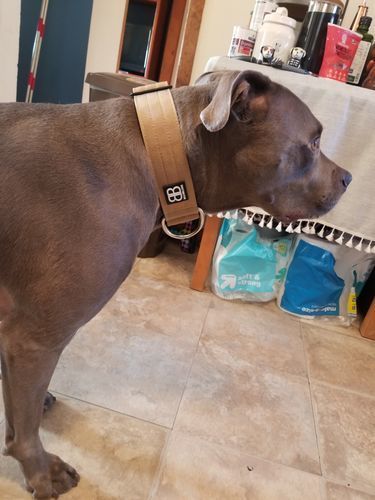 Customer photo review of 5cm Combat® Collar | Rated Clip - NO HANDLE - Military Tan v2.0