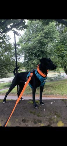 Customer photo review of Nylon Snap Hook Lead | Series 2 - Metal Grey