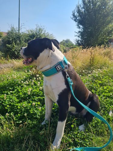 Customer photo review of 5cm RR Collar | Soft Padded & Reflective | Series 2 - Turquoise