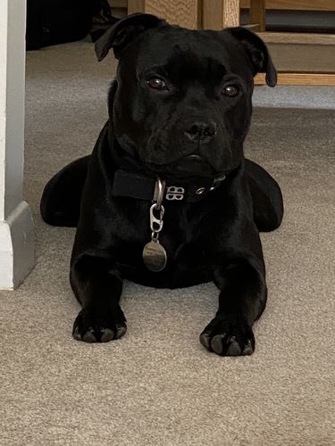 Customer photo review of 4cm Nylon Dog Collar - Black v2.0
