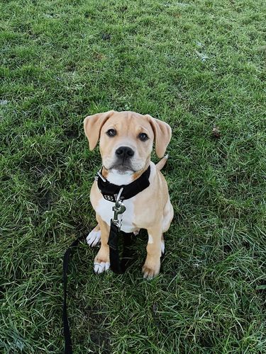 Customer photo review of 4cm Nylon Dog Collar - Black v2.0