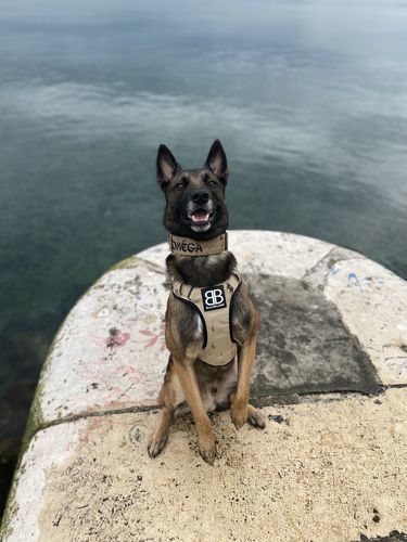 Customer photo review of 2.5cm Combat® Collar | With Handle & Rated Clip - Orange v2.0