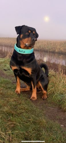 Customer photo review of 5cm RR Collar | Soft Padded & Reflective | Series 2 - Turquoise