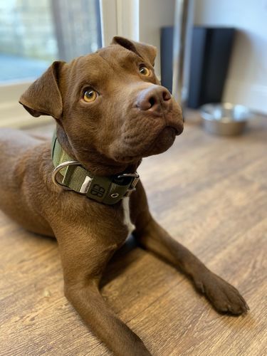 Customer photo review of 5cm Nylon Dog Collar - Khaki v2.0