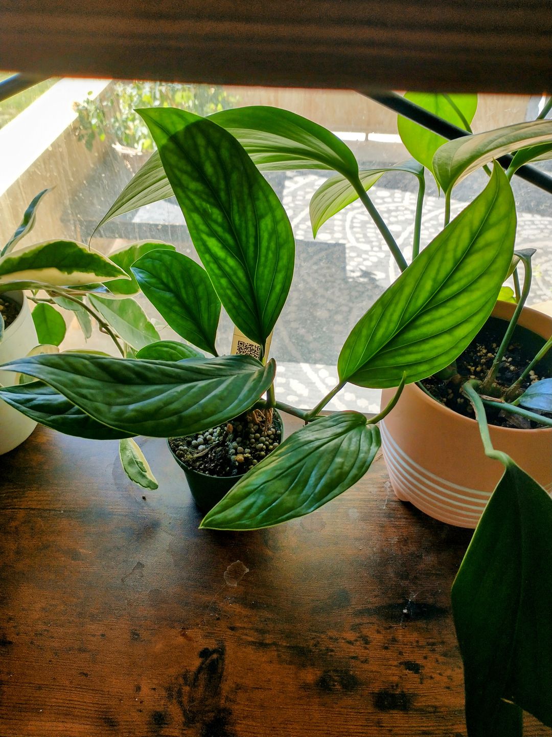 Customer photo review of 3" Monstera pinnatipartita