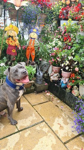 Customer photo review of 5cm RR Collar | Soft Padded & Reflective | Series 2 - Blue