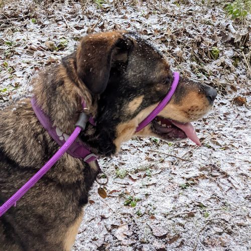 Customer photo review of Slip Lead | Anti-Pull & Anti-Choking Training Lead - Purple
