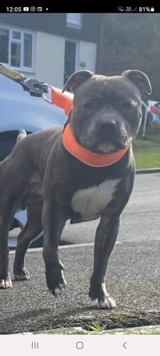 Customer photo review of 5cm RR Collar | Soft Padded & Reflective | Series 2 - Orange