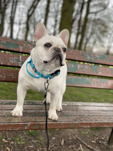 Customer photo review of 2.5cm Combat® Collar | With Handle & Rated Clip - Light Blue v2.0